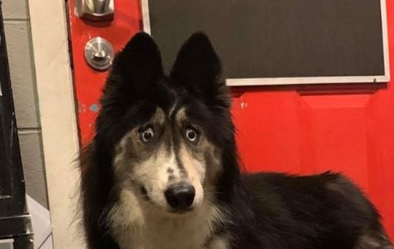 O cățelușă Husky cu o privire unică a fost adoptată după ce imaginea ei a devenit virală