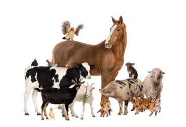 Cât trăiesc animalele domestice