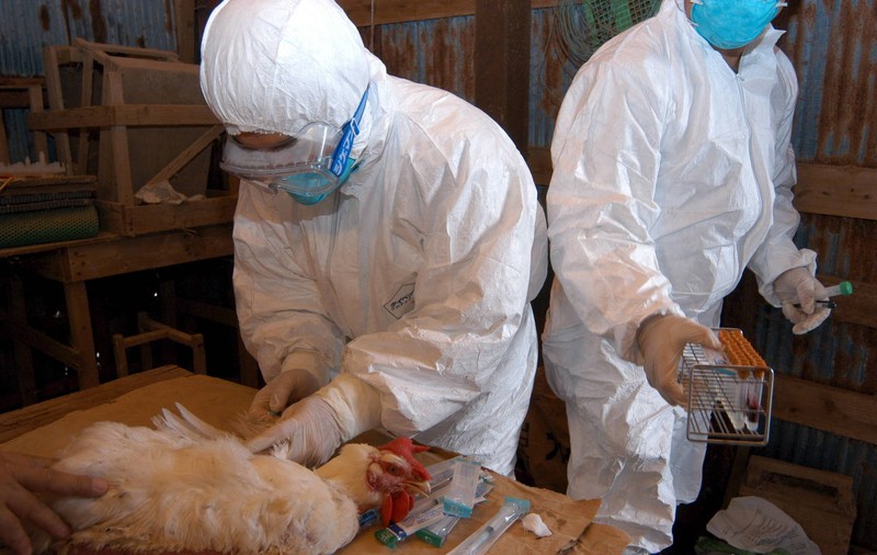 Oamenii de ştiinţă se tem că o pandemie de gripă aviară s-ar putea instala pe furiș: „Ameninţarea este destul de scăzută, dar s-ar putea schimba într-o clipă”