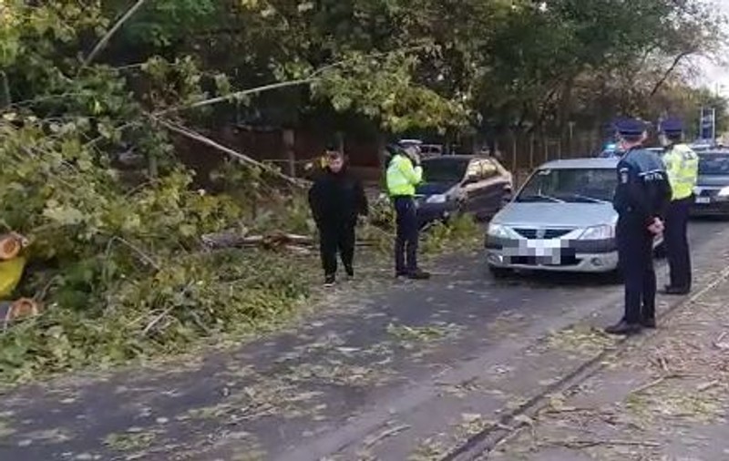 Un bărbat a fost ucis de un copac. Fusese avertizat să se ferească