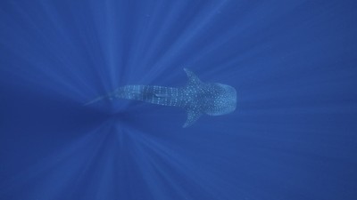 Rechini, Foto _ Profimedia Images