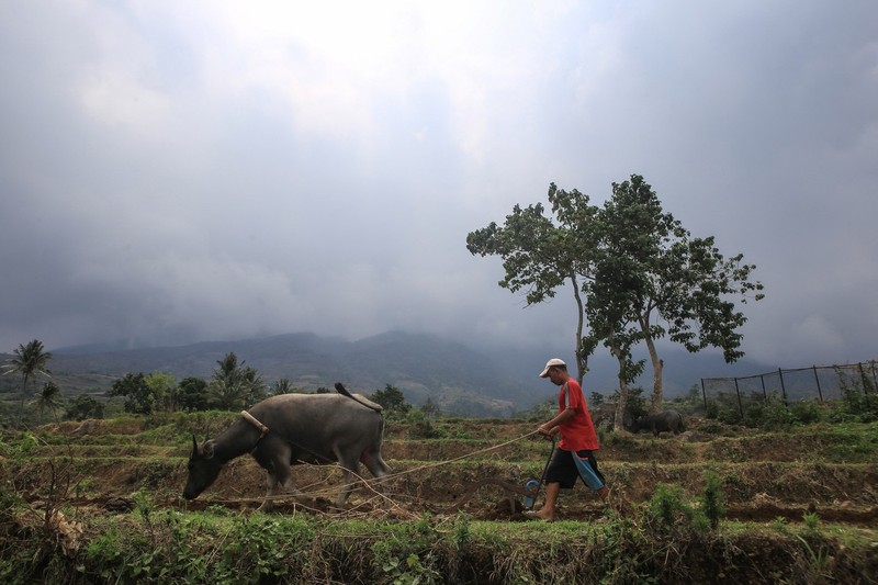 A farmer works in a rice field at the foot of Mount Kanlaon volcano in a village in Canlaon, Negros Occidental province, central Philippines on June 4, 2024, a day after the volcano erupted.,Image: 878753124, License: Rights-managed, Restrictions: , Model Release: no