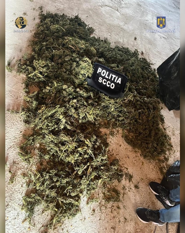 Aproape 1,3 tone de canabis au fost confiscate de DIICOT. Un inculpat, prins după ce s-au tras focuri de armă