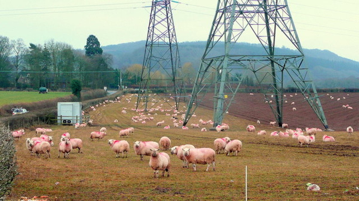 Arhiva foto
