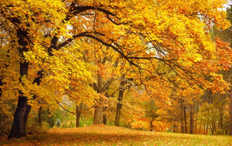 Horoscopul toamnei. Ce îți rezervă astrele în următoarele trei luni!