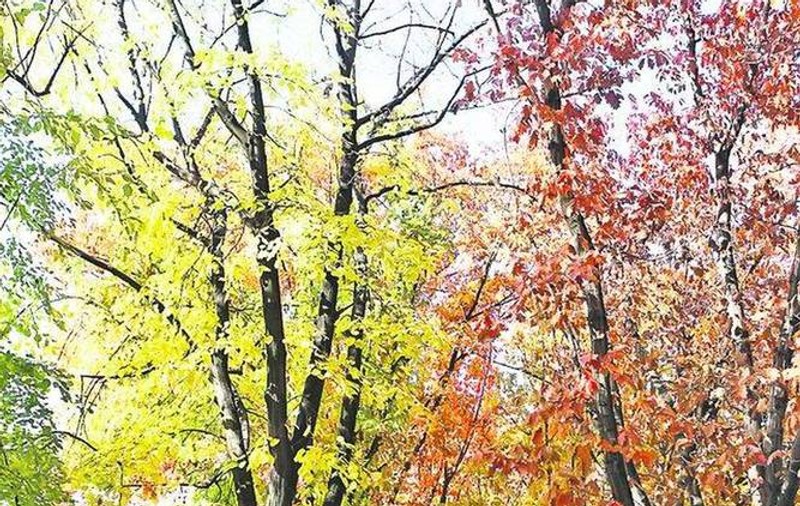 PROGNOZA METEO pentru următoarele două săptămâni. CUM va fi VREMEA în prima zi din ANUL ŞCOLAR 2014-2015