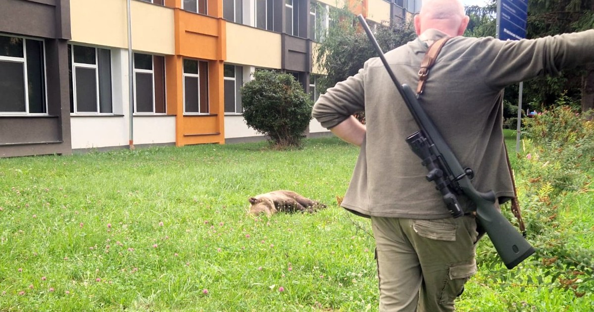 Un urs s-a plimbat în curtea unui liceu din Sibiu