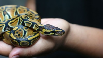 piton-regal-tinut-in-mana