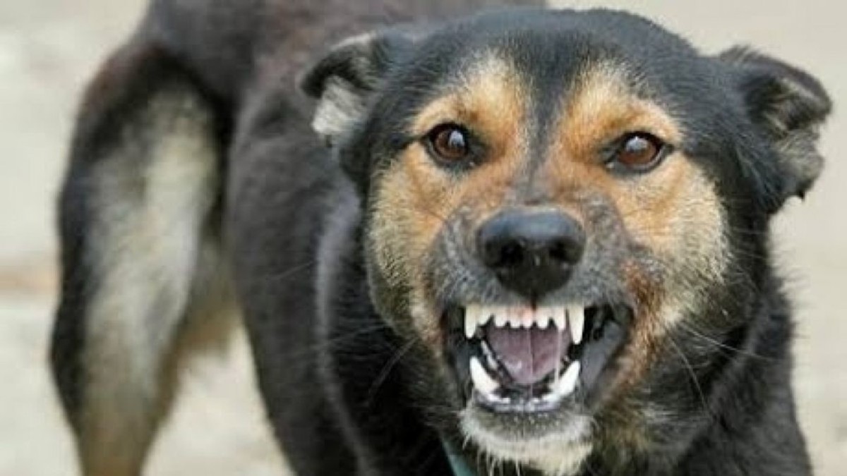 O bătrână din Iași a fost mușcată de sâni de câinele vecinului. Animalul a trântit-o la pământ