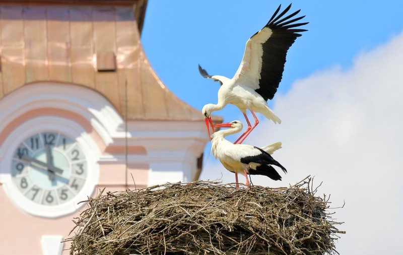 Ce înseamnă când visezi barză
