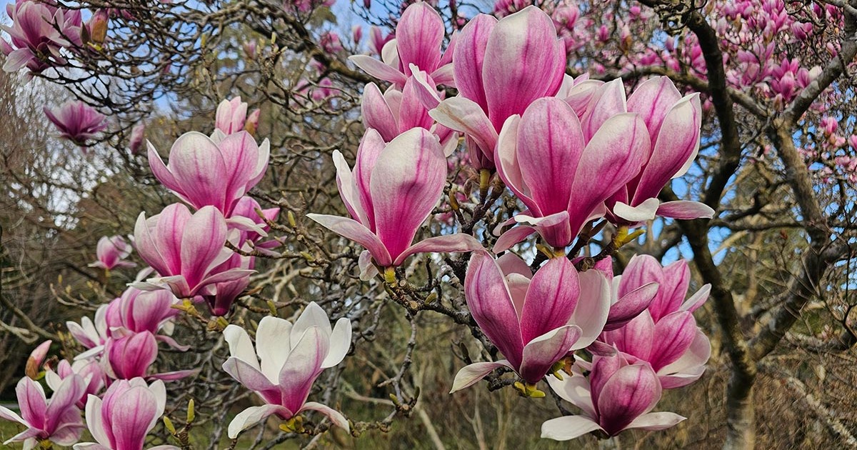 Magnolie înflorită