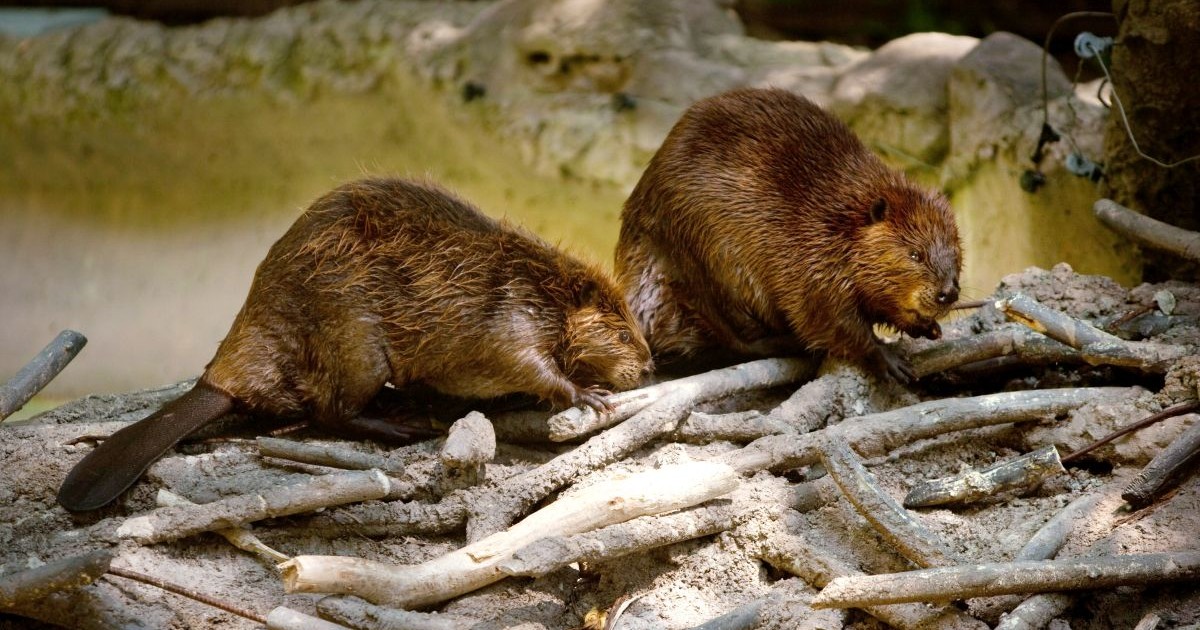 Doi castori studiază un baraj artificial în Grădina Zoologică Națională Smithsonian, pe 29 august 2012, la Washington, D.C.