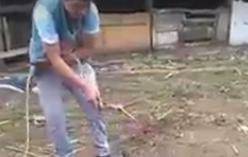 Explicaţia incredibilă a tânărului care a pârlit un porc de viu. Ce le-a spus poliţiştilor