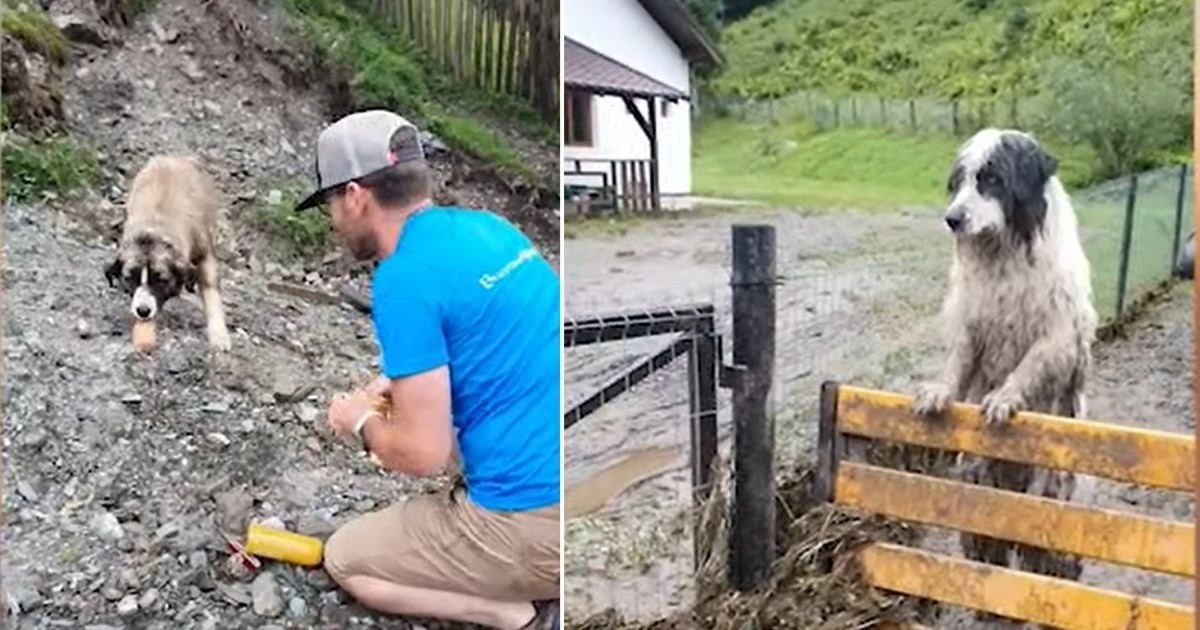 colaj foto format din 2 fotografii: fotografia din stânga arată un tânăr, îmbrăcat într-un tricou albastru cu pantaloni kaki, hrănind mai mulți câini cu un baton de carne, iar fotografia din dreapta arată un câine ciobănesc, înconjurat de noroi și ape, stând în două labe și sprijinindu-se de un gard cu labele din față