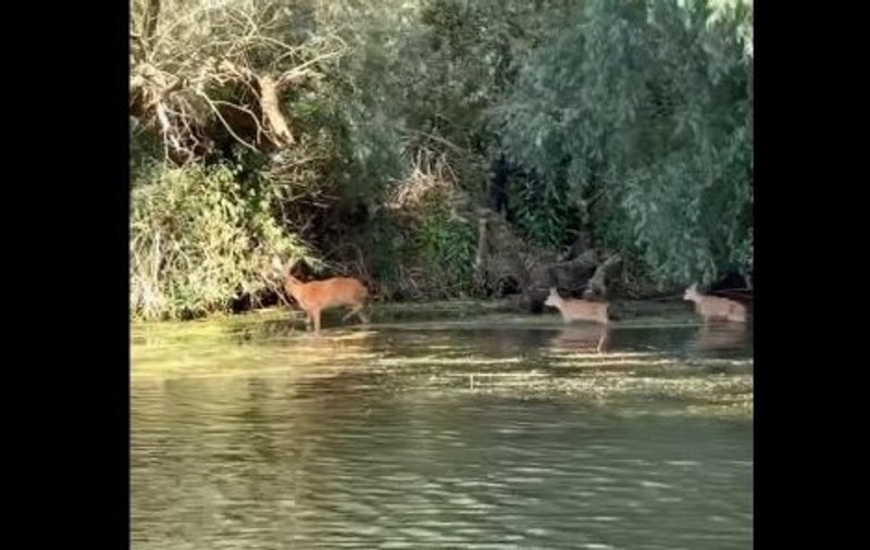 Imagini rare: Căprioară cu doi pui, surprinși în Delta Dunării