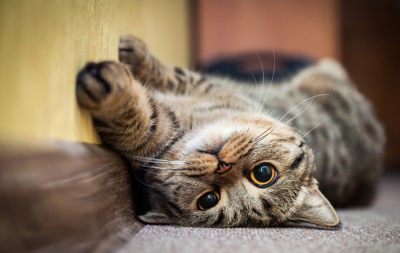50 de curiozități despre pisici - lucruri interesante despre animalul de companie