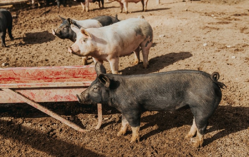 Ce porc să alegi pentru Crăciun - cele mai bune rase de porci pentru carne
