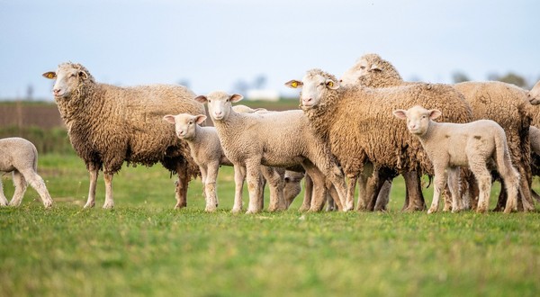 Exporturile de ovine și caprine din România, suspendate începând cu 17 iunie din cauza focarelor de variolă ovină și pestă a micilor rumegătoare, ar putea fi reluate. Sursă foto Shutterstock