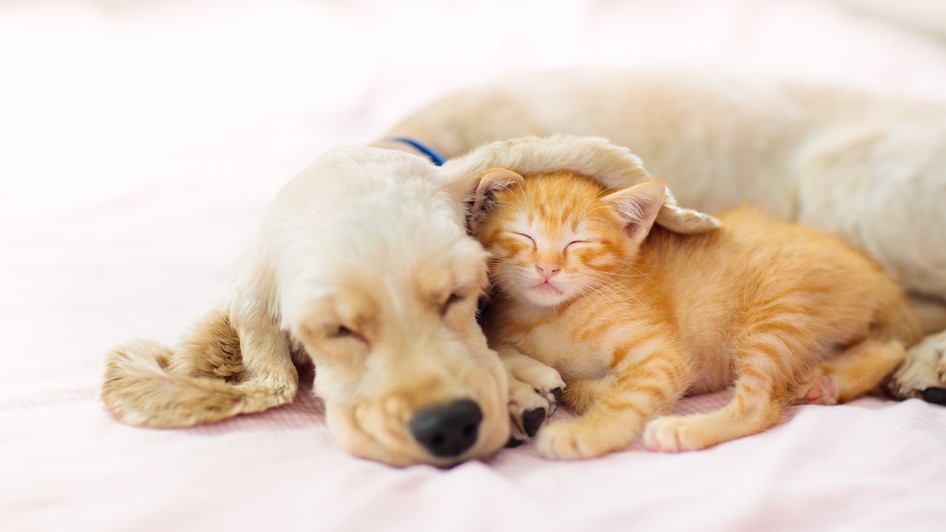 Cum introduci o pisică nouă într-o casă în care există deja un câine sau o altă pisică. Sursă foto: Shutterstock