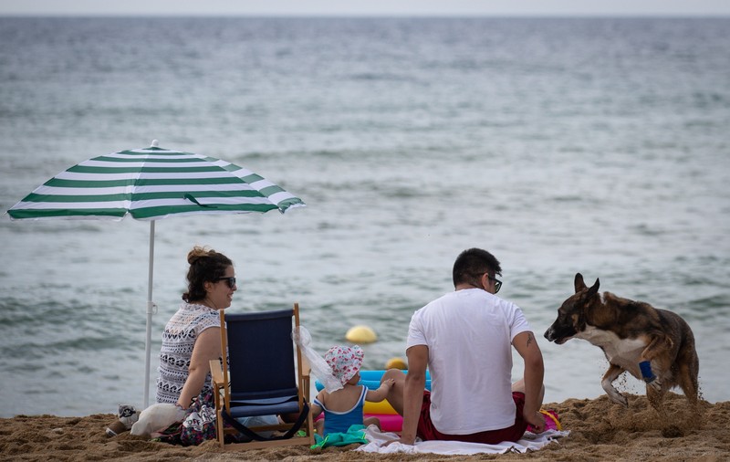 Accesul animalelor de companie pe plajele din România, permis prin lege. Ce reguli trebuie însă respectate