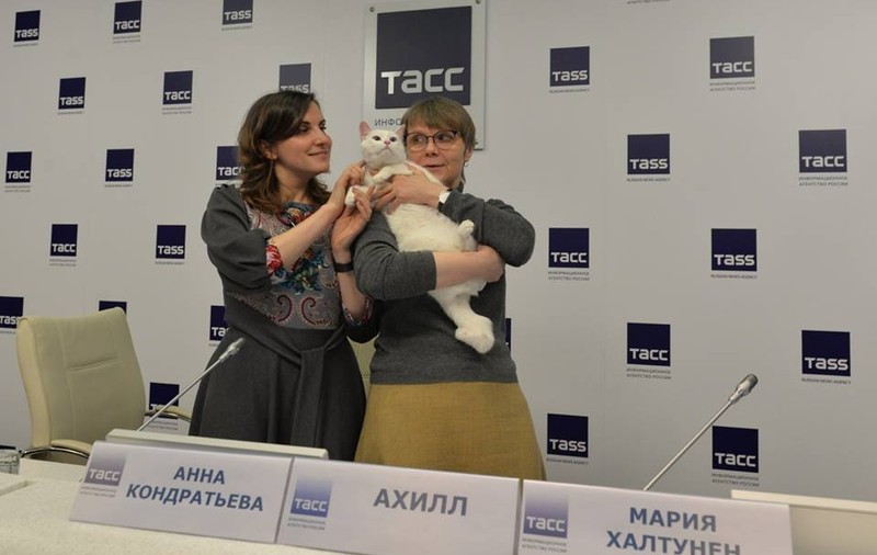 Cine face pronosticuri la Cupa Mondială din Rusia. Se numește Ahile și este un motan alb şi surd