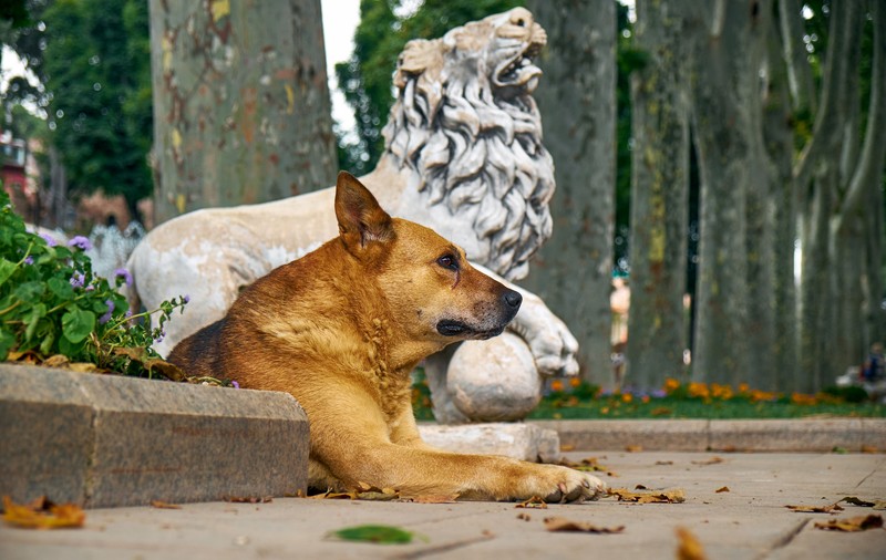Leu-i Leu și în pielea unui câine! Ce spune horoscopul canin despre cățelul născut în această zodie