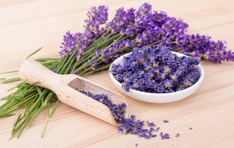 Lavanda - beneficii, plantare, îngrijire și curiozități despre levănțică