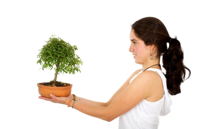 Îngrijiri speciale pentru bonsai