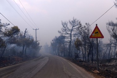Zonă devastată de incendii în provincia Attica FOTO: Profimedia