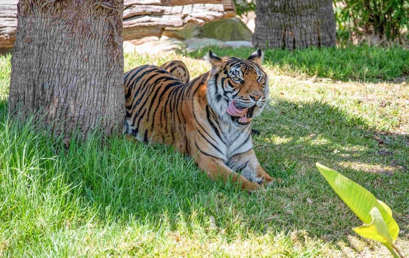 Un consilier PNL din Oradea și-a deschis o grădină zoologică ilegală: vizitatorii, protejați de tigri cu un geam termopan