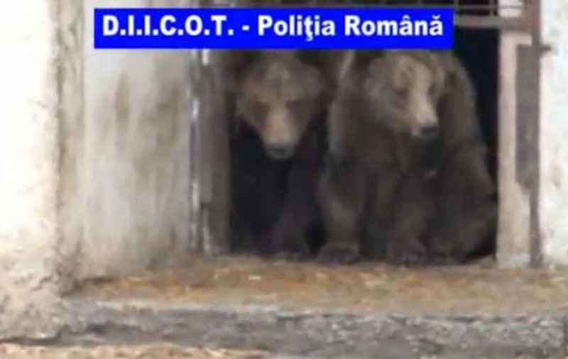Leii şi urşii lui Nuţu Cămătaru sunt deţinuţi ilegal şi vor fi ridicaţi de autorităţi | VIDEO