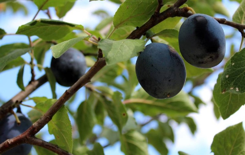 prune