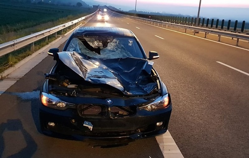 O mașină a lovit un cerb pe A10, în Alba. Cum explică CNAIR incidentul