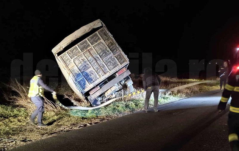 Un bărbat din Brăila a furat cinci vaci cu o autoutilitară, a făcut accident și a fost găsit la spital de polițiști