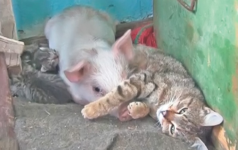 Incredibil! O pisică mărinimoasă a adoptat un guiţător orfan | El e purceluşul care se crede motănel | FOTO