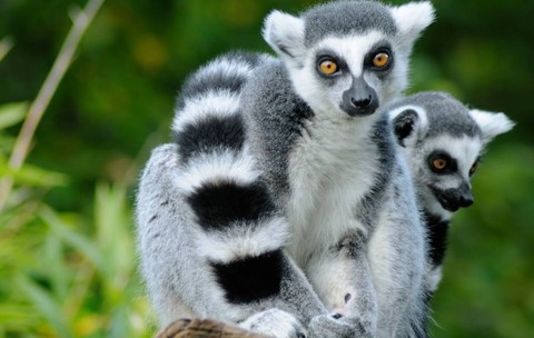 Doi lemuri cu coadă inelată. Sursă foto: Getty Images