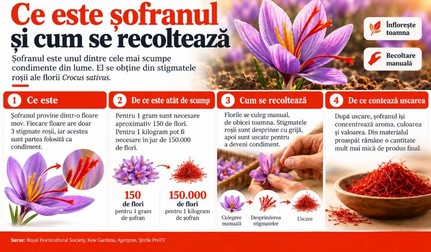 Șofranul este unul dintre cele mai scumpe condimente din lume, dar puțini știu cum ajunge, de fapt, în bucătărie. Imagine realizată cu ajutorul Inteligenței Artificiale