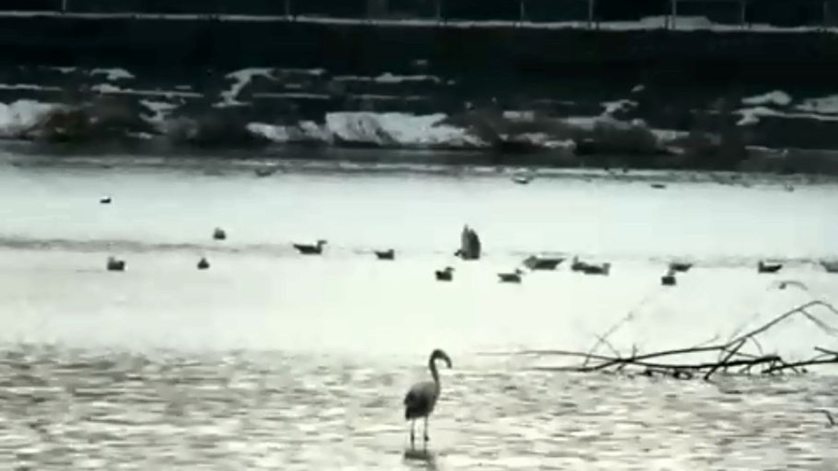 Pasărea care a surprins pe toată lumea, la marginea Piteștiului. Iarna găsit-o la un baraj