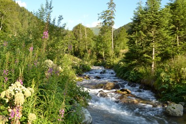Bistra Mărului e unul din râurile aflate în situl Natura 2000 ROSCI0126 Munții Țarcu, pe care grupul de firme în care e acționar mama Andrei-Sabrina vrea să construiască microhidrocentrale. În 2015, Justiția a anulat Acordurile de Mediu, dar ALSET Energy încearcă să obțină altele, care au nevoie de avize de la ANANP, condusă interimar de Andra-Sabrina. Sursa foto: Marius Berchi/WWF-Român