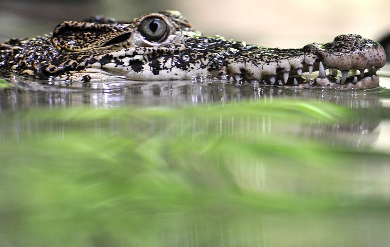 Crocodilul înnebunit după surfing! Uite-l cum prinde valul | FOTO