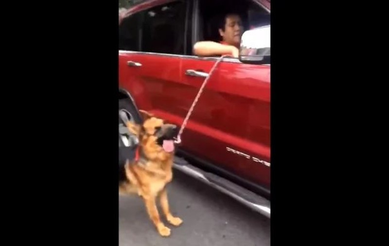 Șocant cum a fost surprins un bărbat plimbându-și câinele | VIDEO