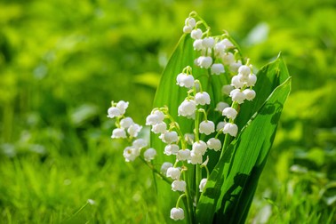 Lăcrămioară în natură