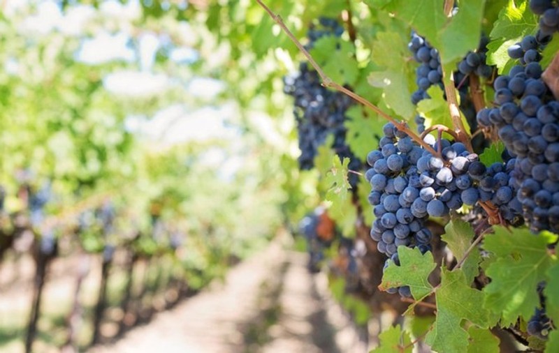 Viticultorii francezi transformă vinul în gel dezinfectant, pentru a-și salva afacerile