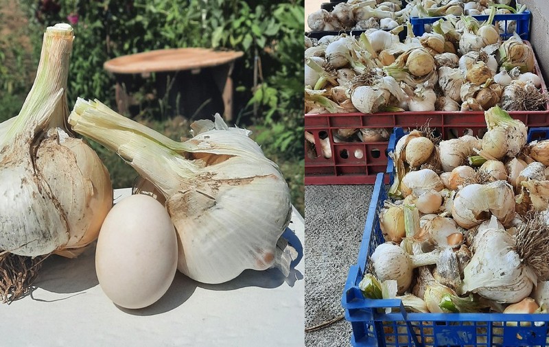 Un agricultor român cultivă un soi de usturoi uriaș, pe care îl vinde cu 100 de lei kilogramul: „Am vândut 50 de kilograme în Israel”