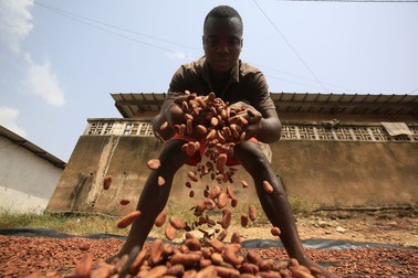 Coasta de Fildeș este practic dependentă de Industria producătoare de cacao FOTO: EPA