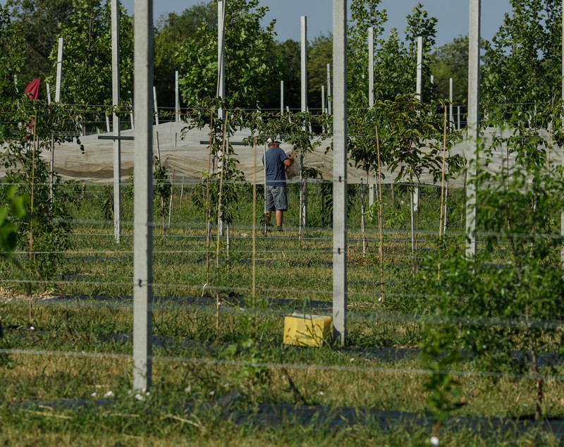 Livezile viitorului, adaptate la secetă, prind formă într-o stațiune de cercetare din Buzău. Vom avea rodii, kaki și kiwi românești