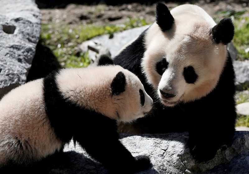 Urși panda la zoo Madrid. Foto: EPA