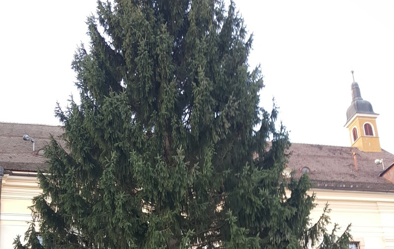 Bradul de Crăciun care va fi împodobit în Piaţa Mare a Sibiului a fost adus vineri