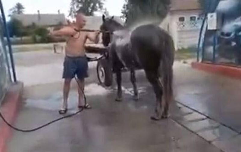VIDEO | Cu calul la spălătorie. Soluție inedită pe timp de caniculă, în Timiș