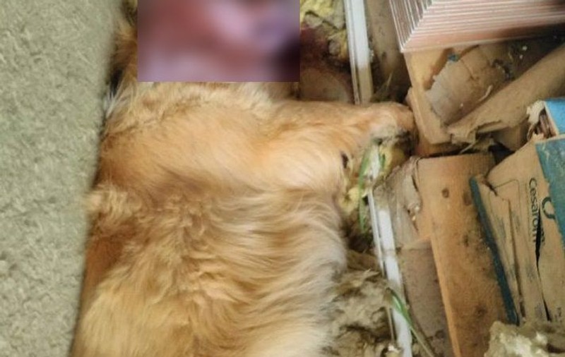 Animale ucise cu furadan în comuna Braniştea, din Galați. Poliţiştii au declanșat o anchetă/ FOTO